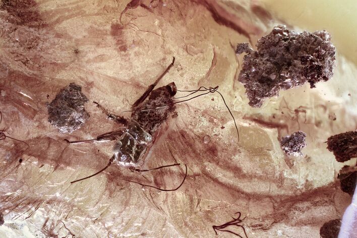 Detailed Fossil Aphid (Aphidoidea) and Plant Debris in Baltic Amber #372605